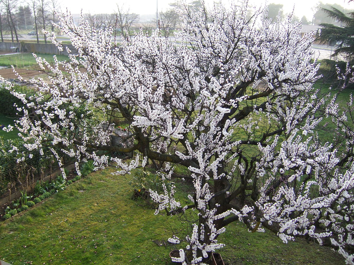 Prunus armeniaca