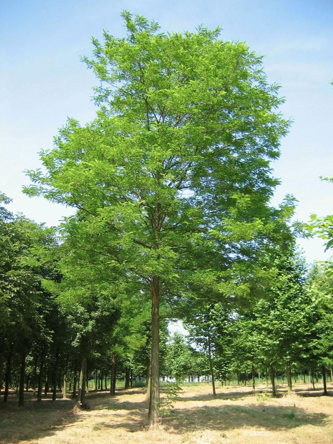 Robinia pseudoacacia