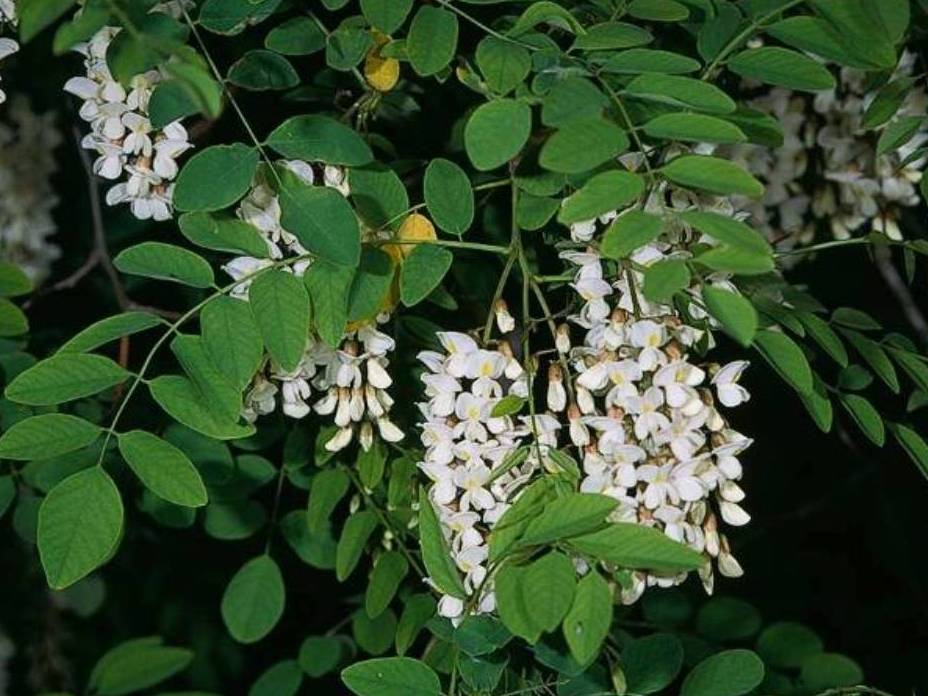 Robinia pseudoacacia con fiori