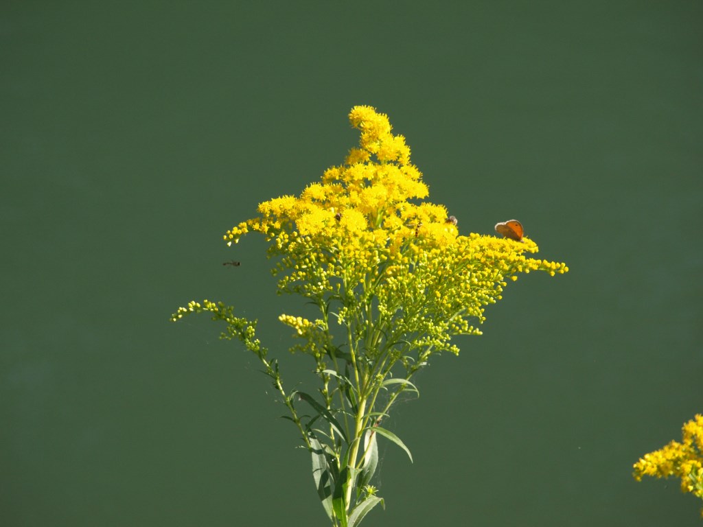 Solidago canadensis