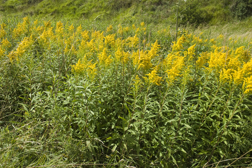 Campo di Solidago canadensis