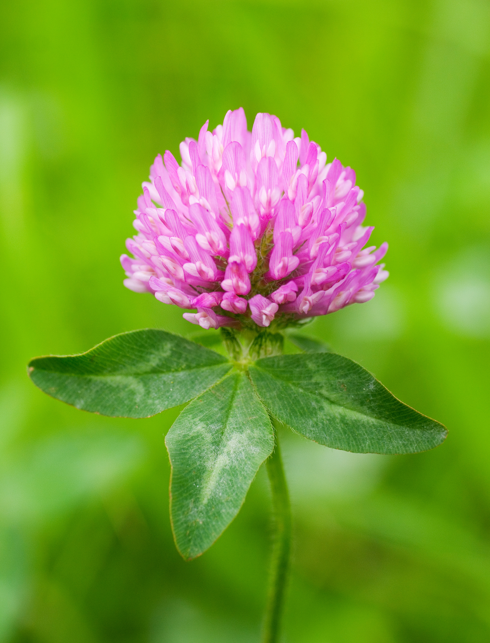 Trifolium pratense