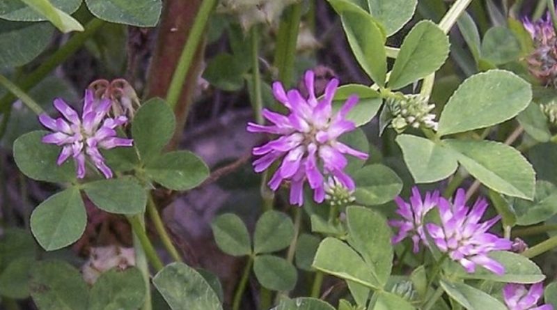 Trifolium resupinatum