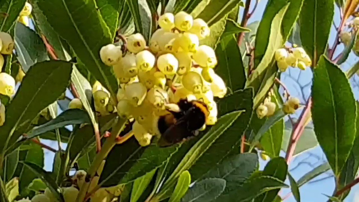 Bombo su Corbezzolo