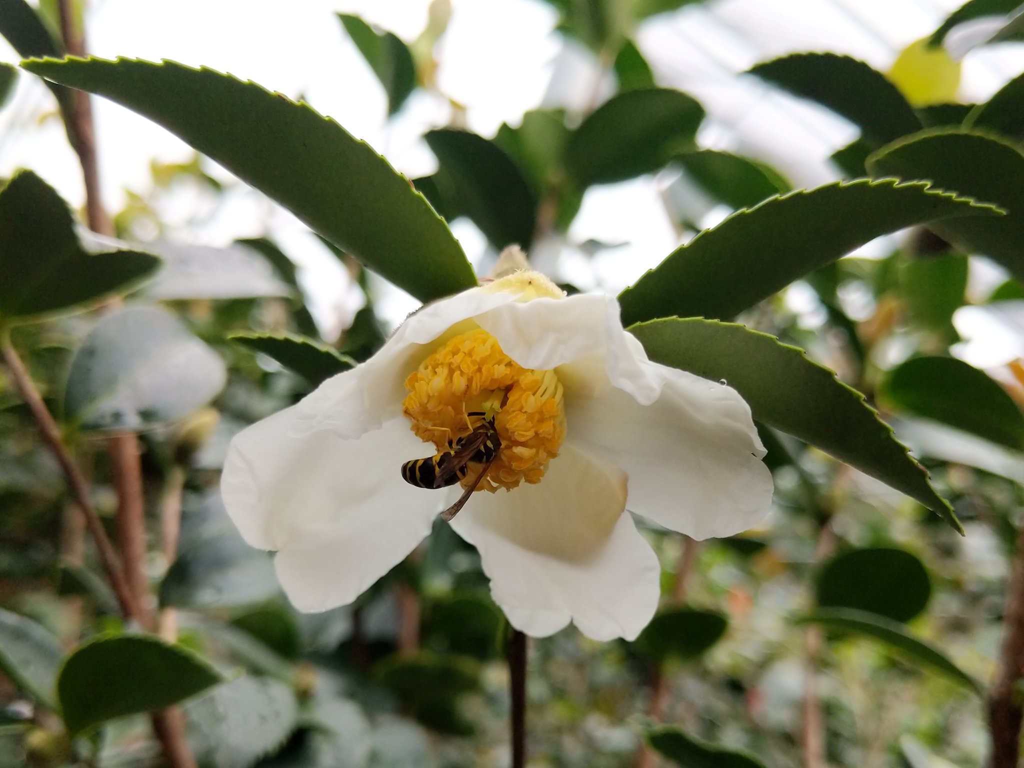 Camellia oleifera fiori