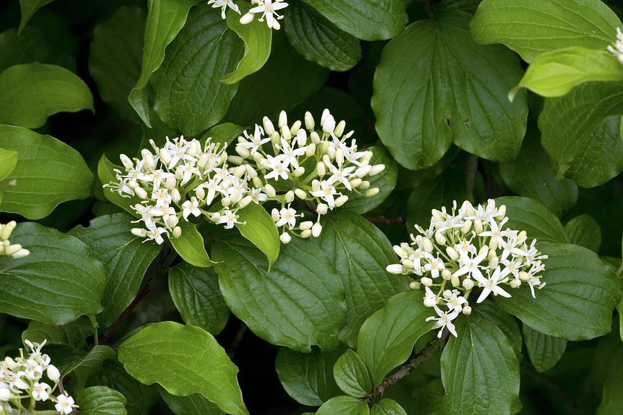 Cornus sanguinea