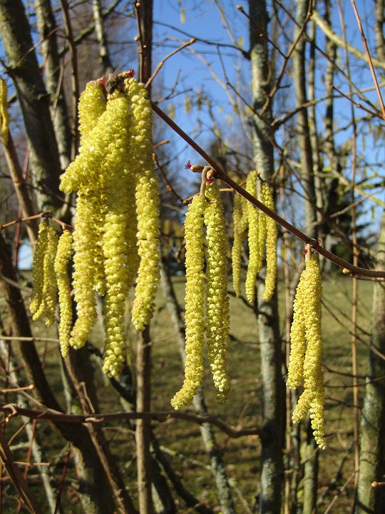 Corylus avellana amenti