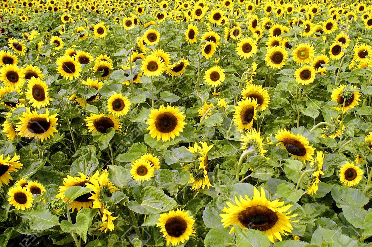 Helianthus annuus