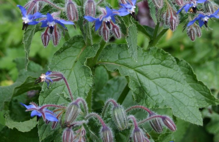 Borago officinalis