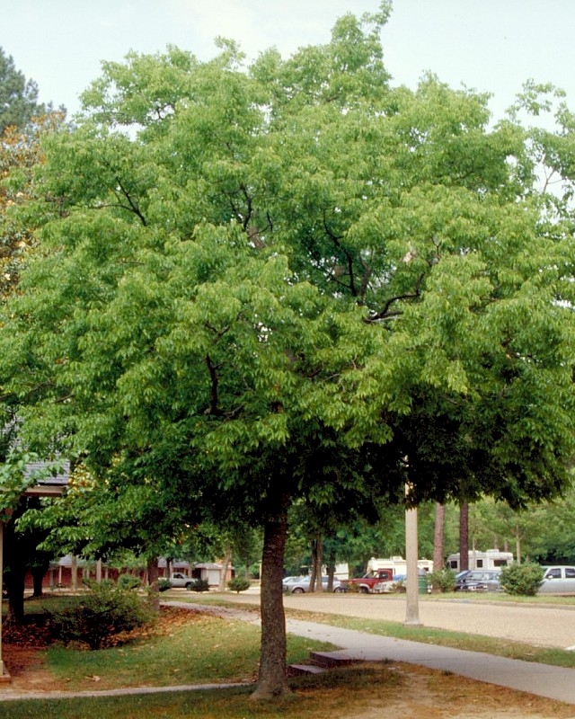 Celtis australis