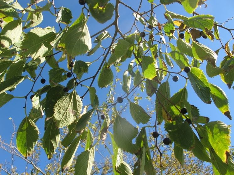 Celtis australis con frutti