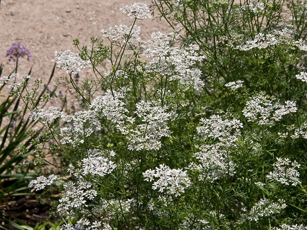 Coriandrum sativum