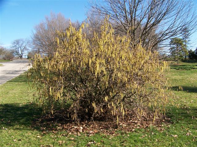 Corylus avellanae Contorta