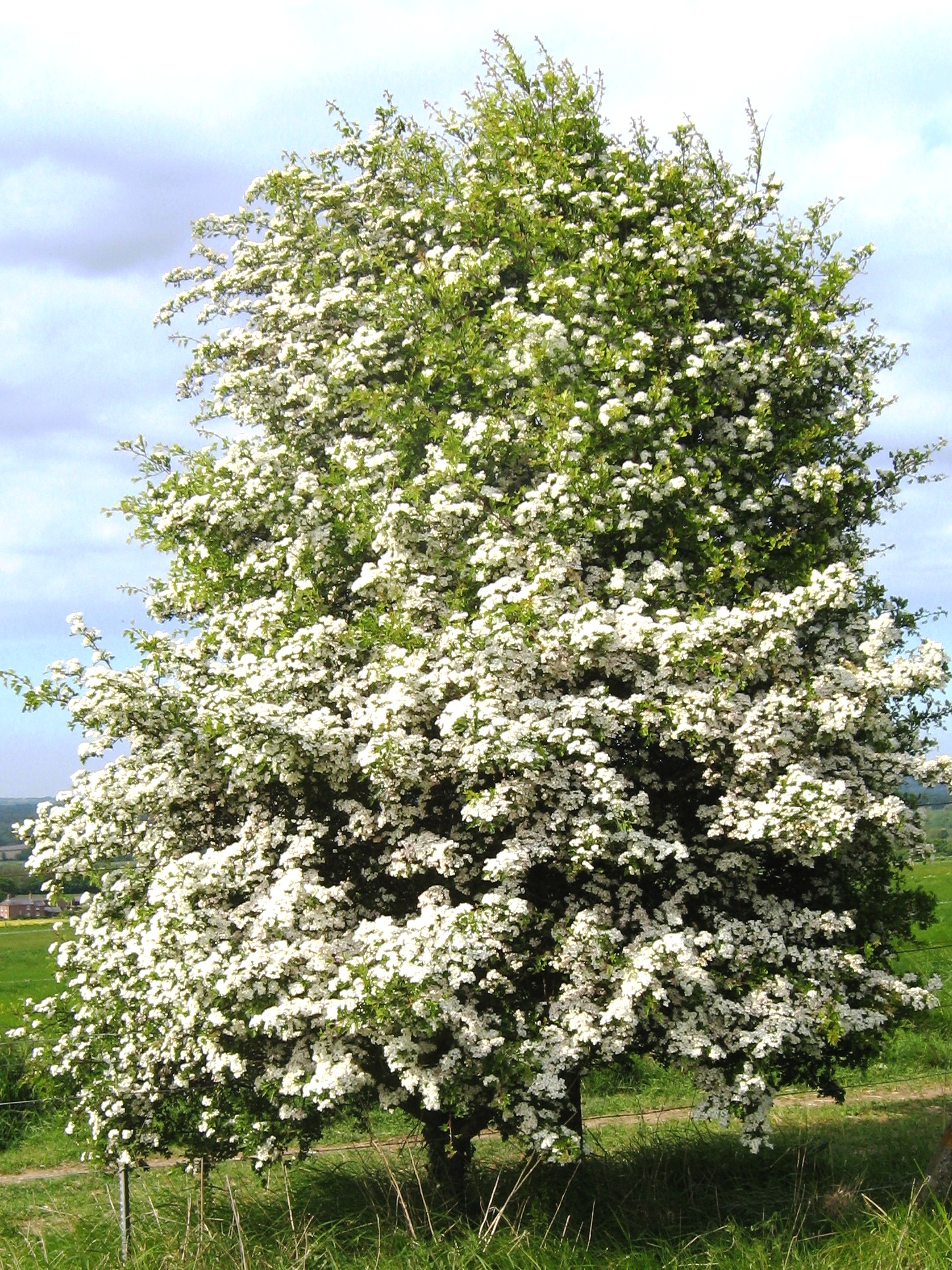 Crataegus monogyna