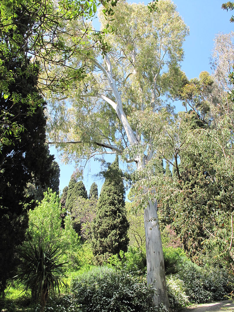 Eucalyptus camaldulensis