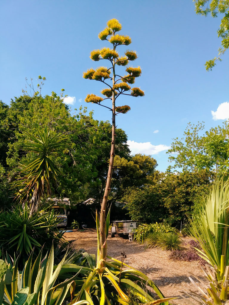 Agave americana con fiori