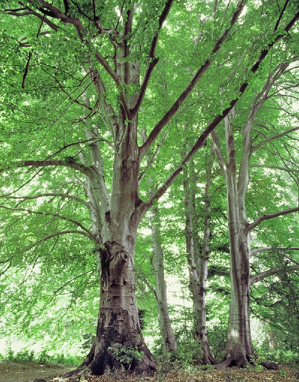 Fagus sylvatica