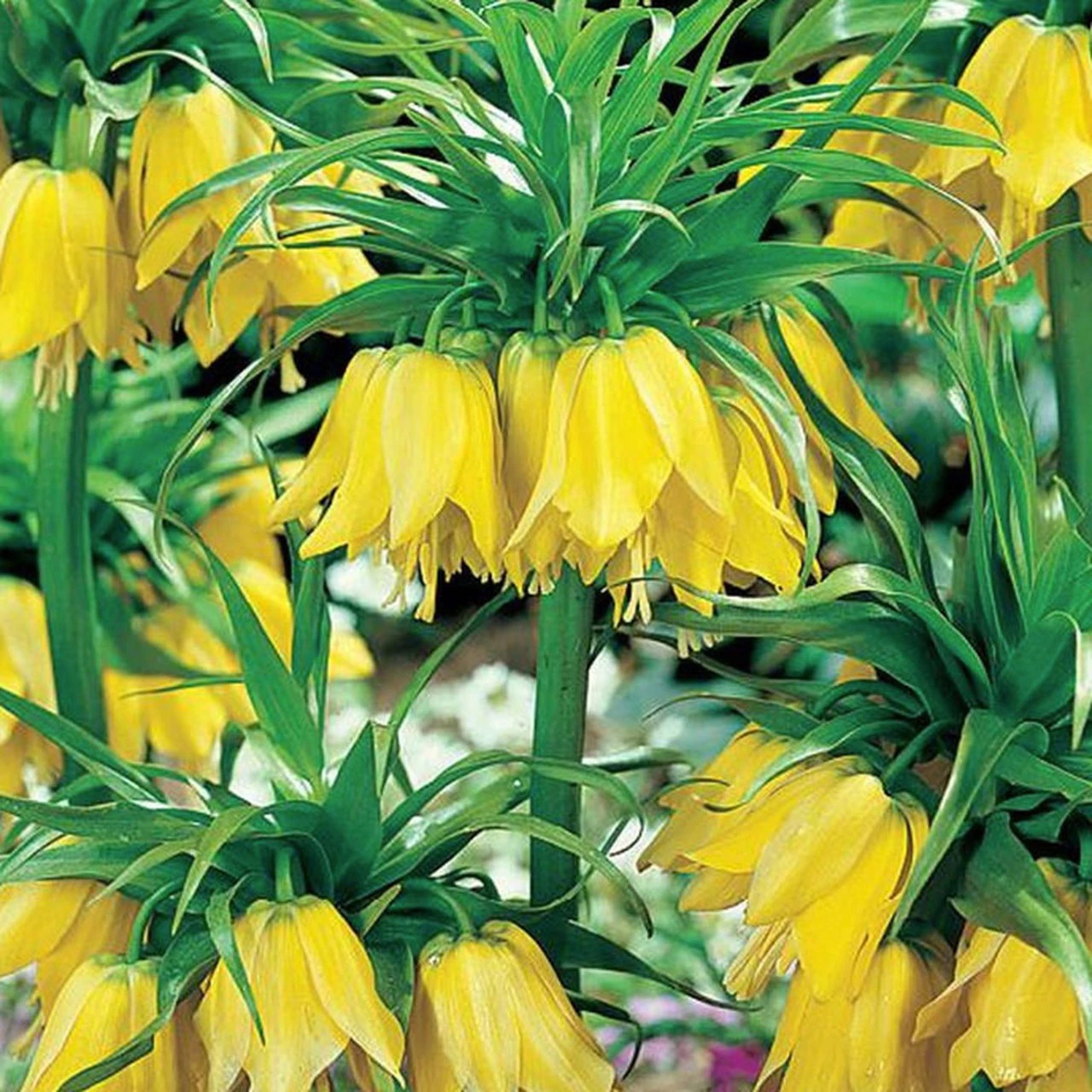 Fritillaria imperialis