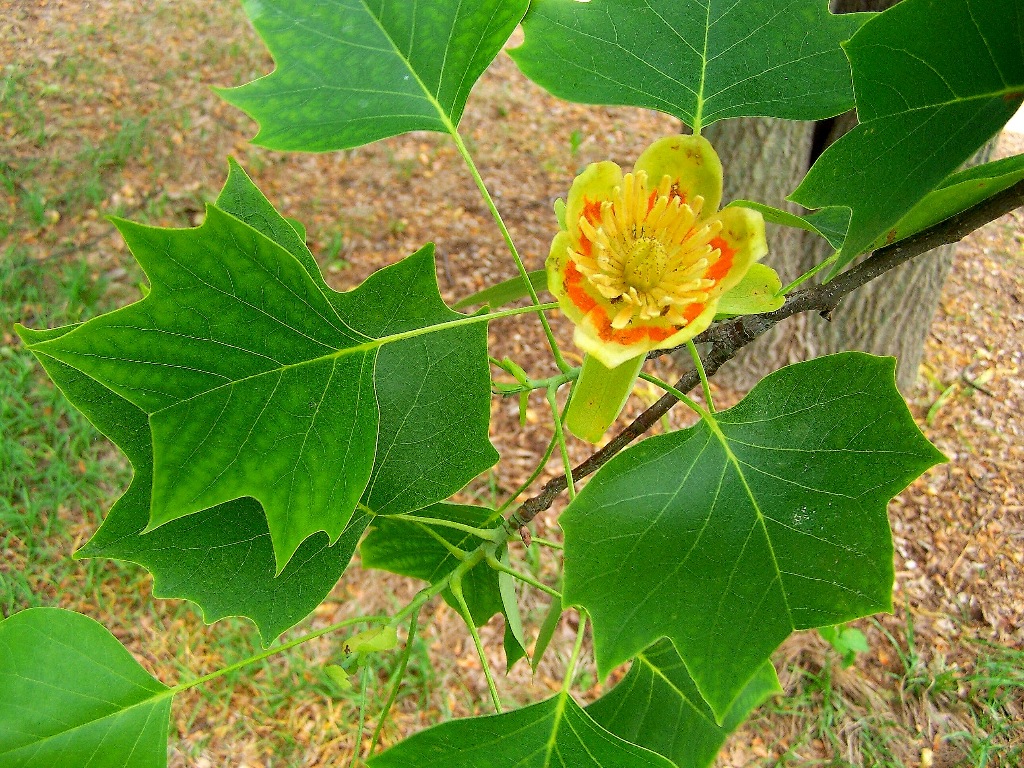 Liriodendron tulipifera fiore