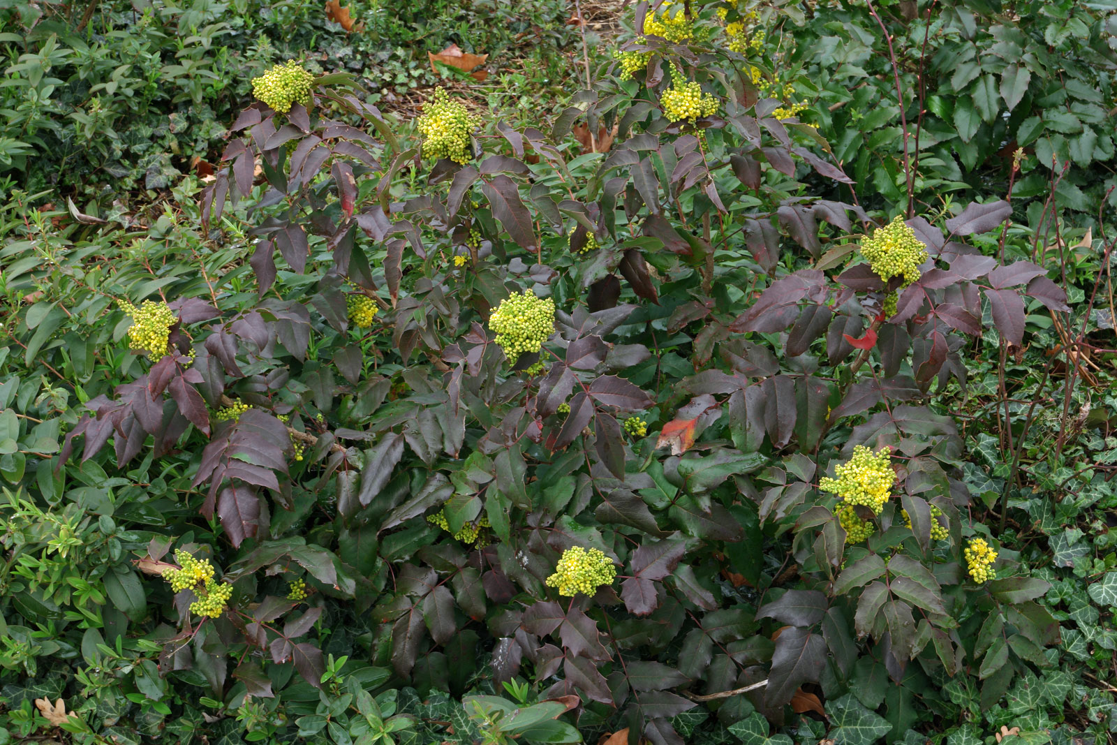 Mahonia aquifolium