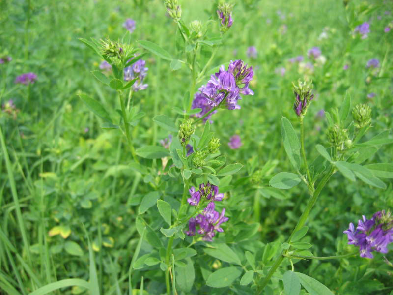 Medicago sativa