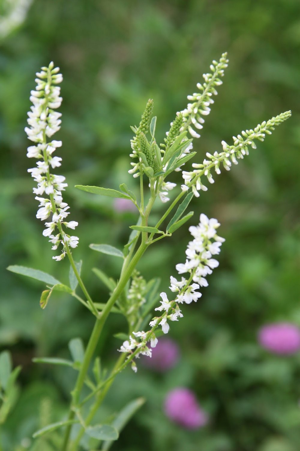 Melilotus officinalis bianco