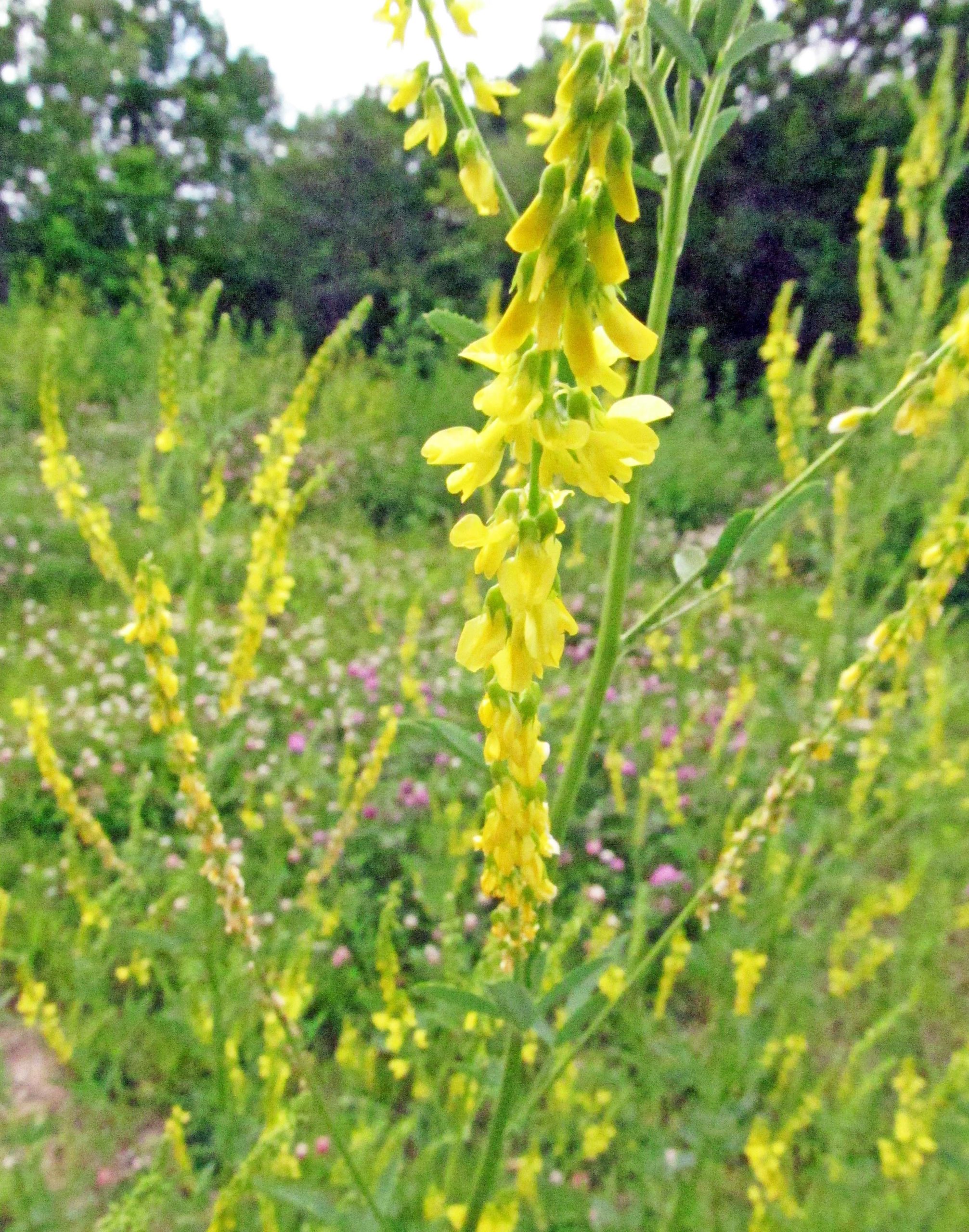 Melilotus officinalis giallo