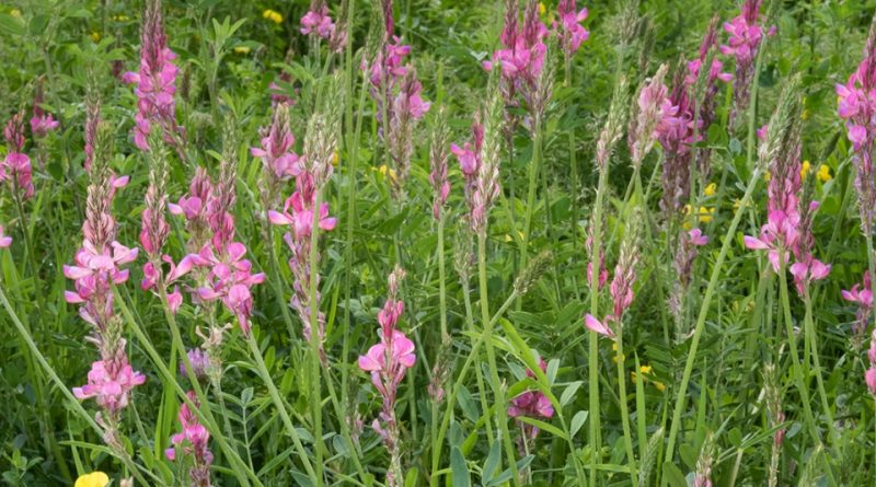 Onobrychis vicifolia