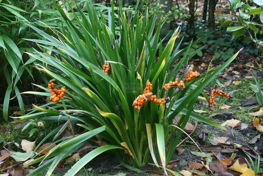 Iris foetidissima