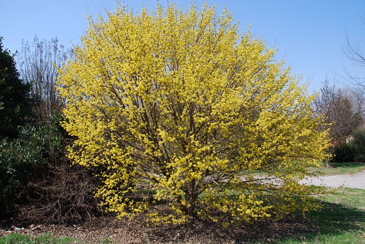 Cornus mas