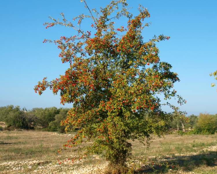 Crataegus azarolus