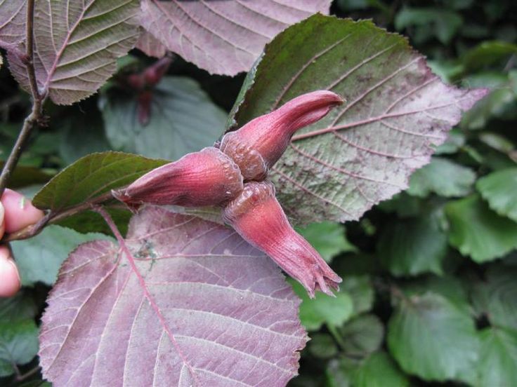 Corylus maxima