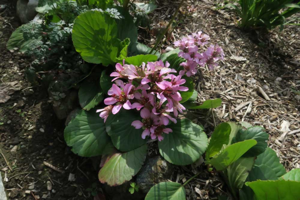 Bergenia cordifolia