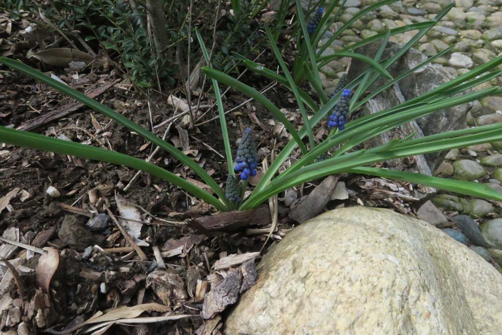 Muscari armeniacum