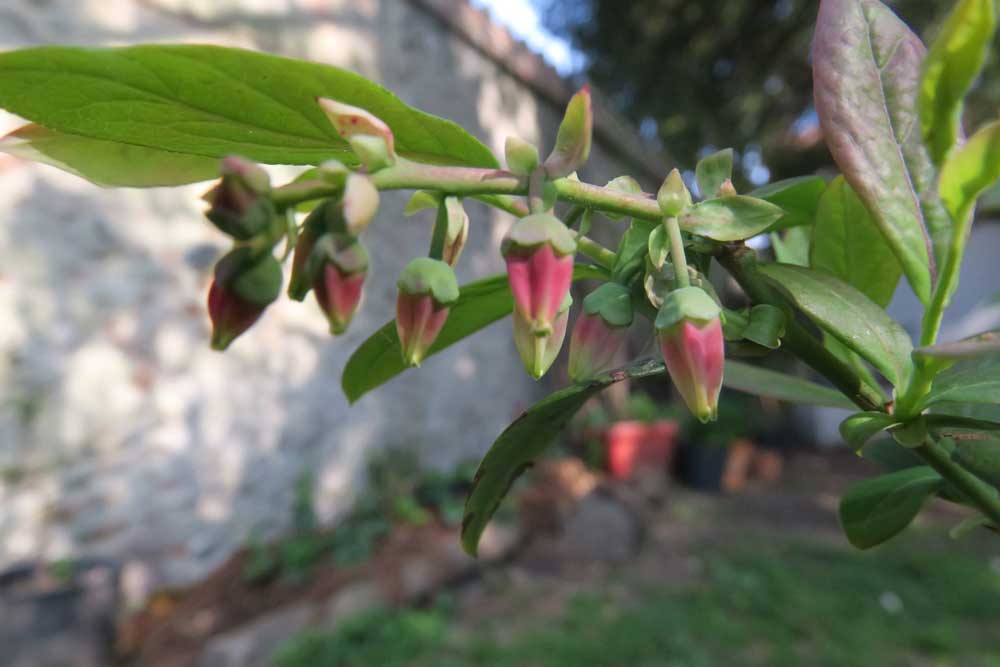 Vaccinium corymbosum (Mirtillo americano)