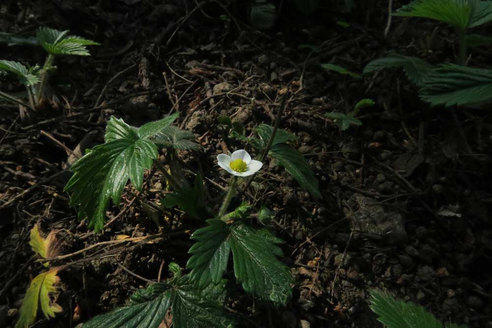 Fragaria vesca