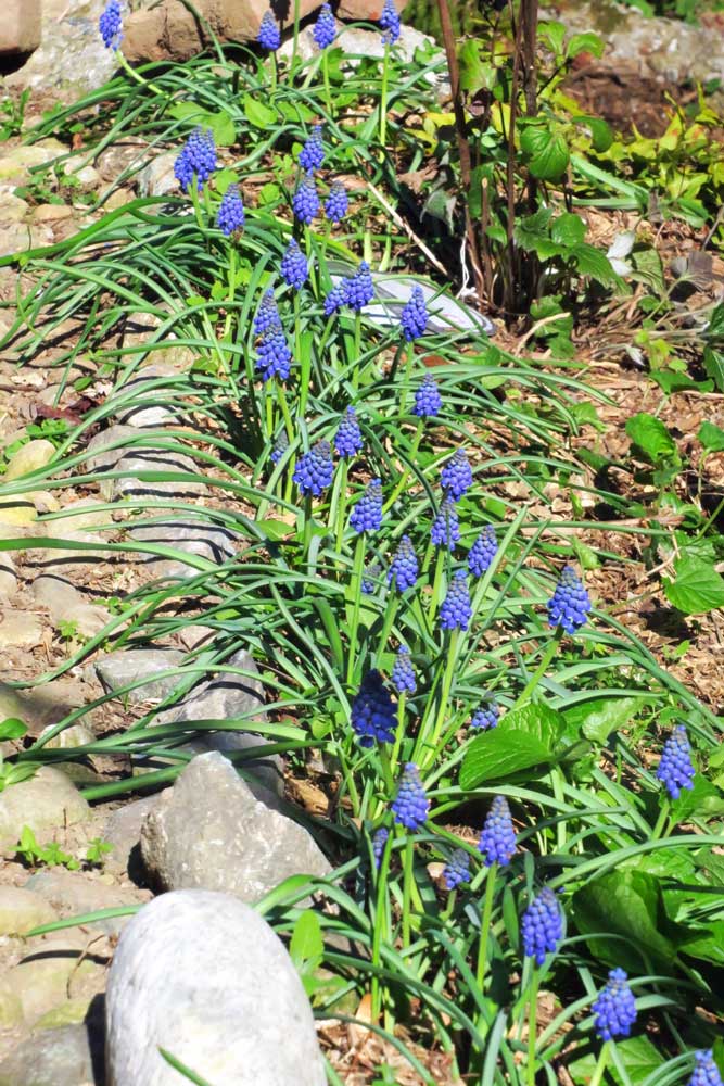 Muscari armeniacum