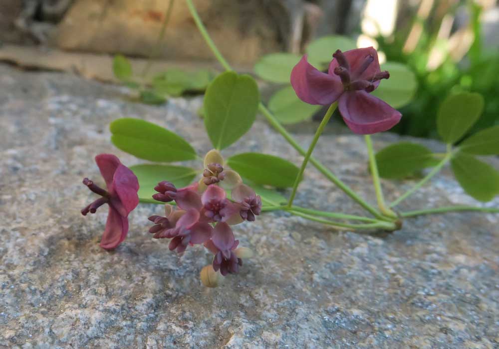 particolare Akebia quinata