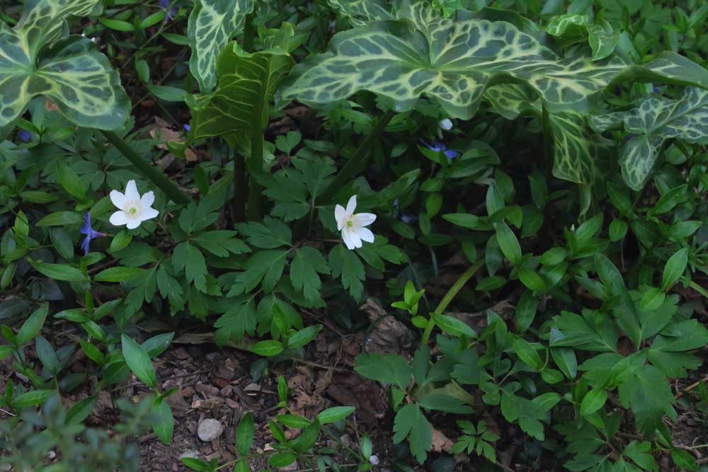 Anemone nemorosa sotto Arum