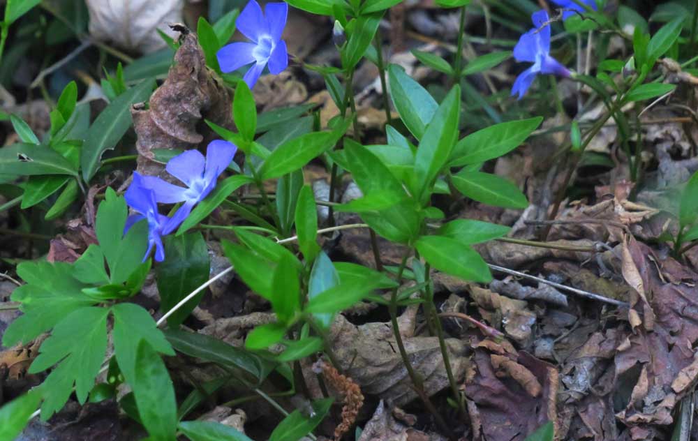 Vinca minor