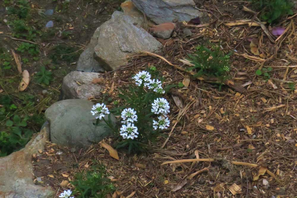 Iberis sempervirens