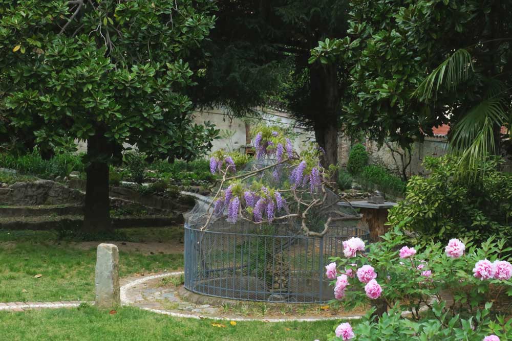 La fontana del Glicine