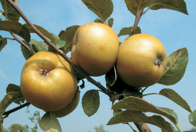 Grigia di Torriana