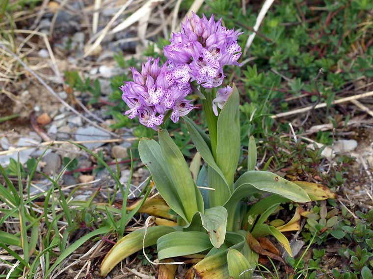 Neotinea tridentata