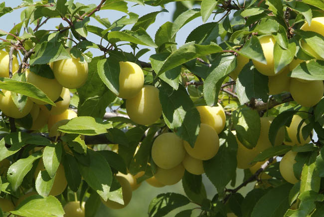 Mirabolano giallo