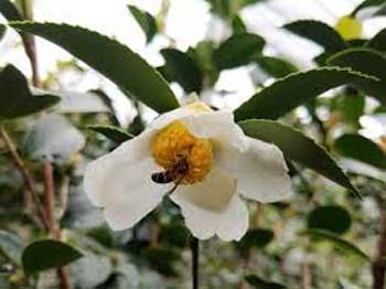 Camellia oleifera