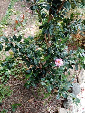 Camellia sasanqua