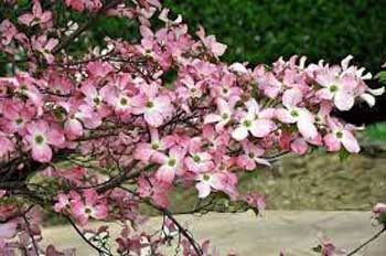 Cornus florida