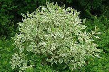 Cornus alba “Sibirica”